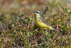 Eastern Yellow Wagtail